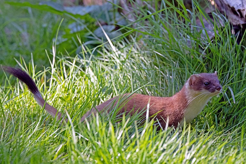 stoat in long grass