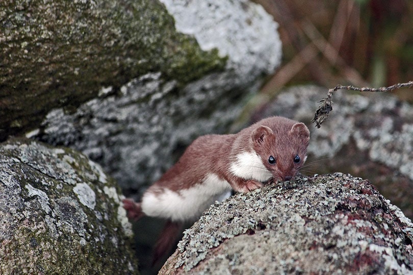 stoat on a rock