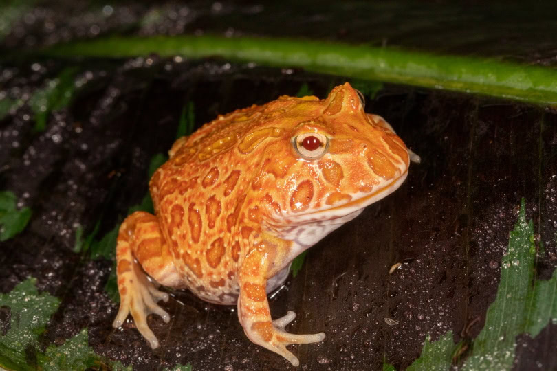 strawberry pacman frog