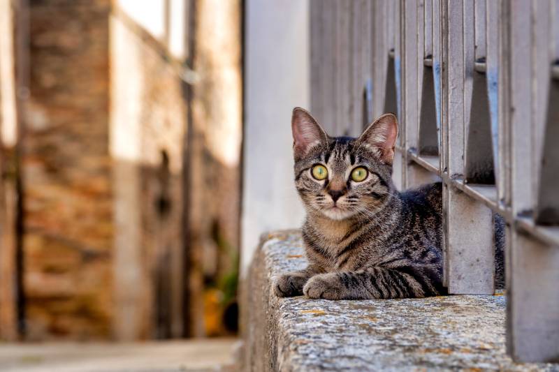 stray cat in the alley of italy