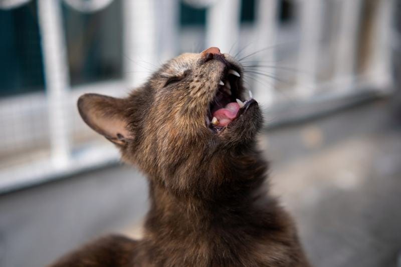 stray cat with blind on one eye crying sadly on the street