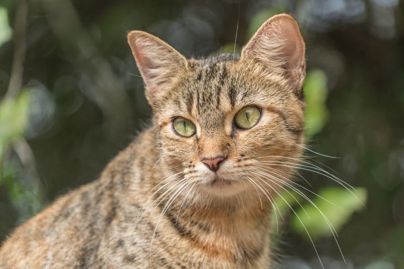 stray feral cat
