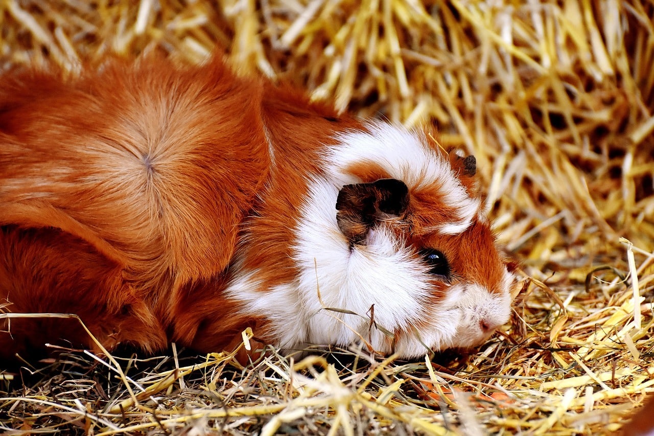 stressed guinea pig