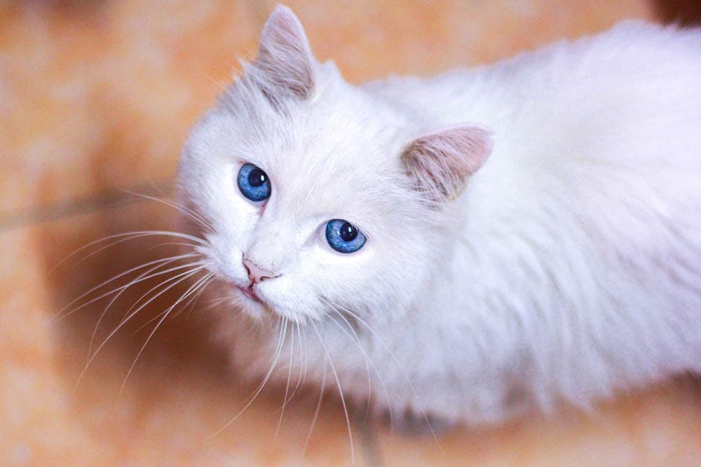 stressed white cat on the floor