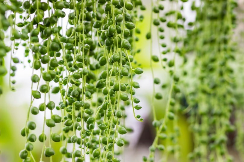 string of pearl_Fabrizio Guarisco_Shutterstock