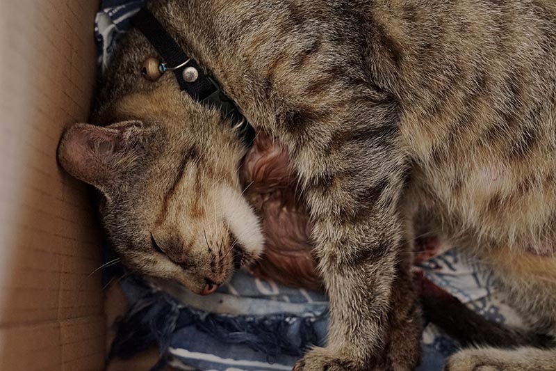 striped cat giving birth to a kitten
