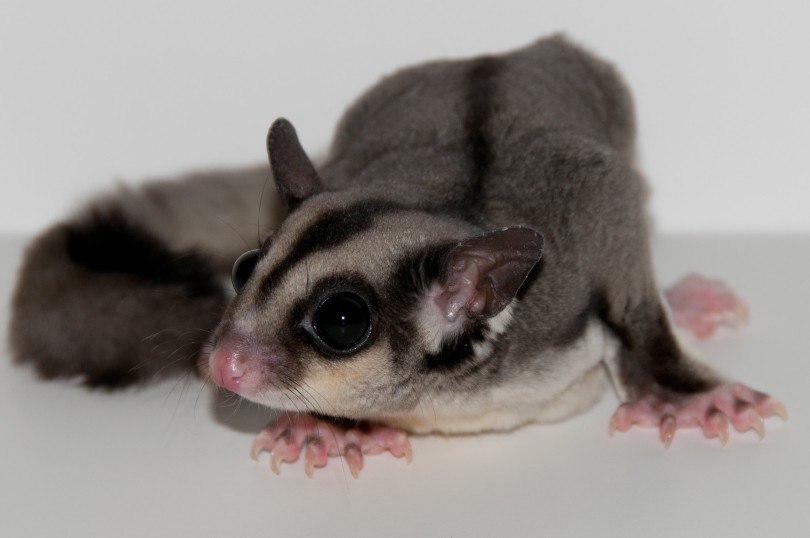 sugar glider
