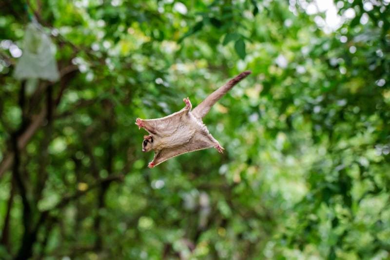 sugar glider in a garden flying from one tree to another