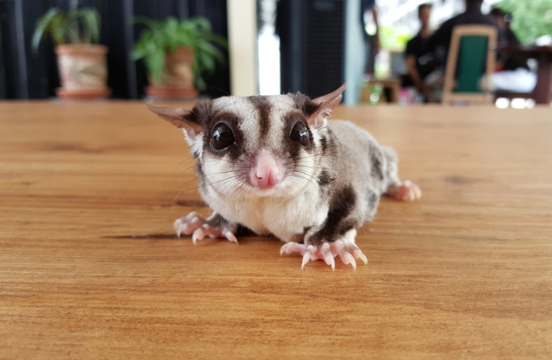 sugar glider on wooden table