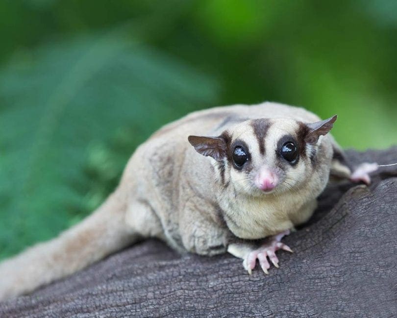 sugar glider
