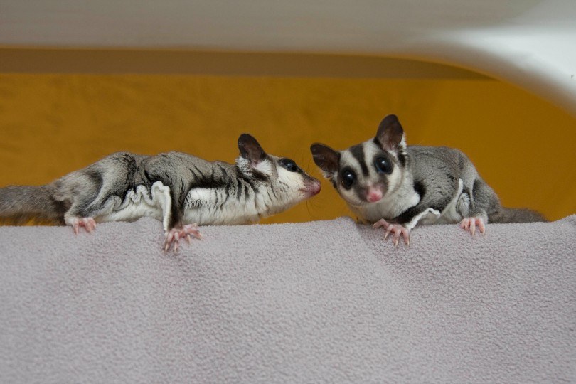 sugar gliders