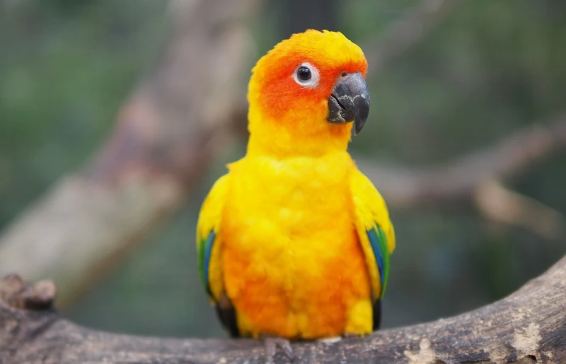 sun conure bird on a branch