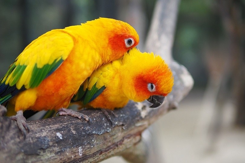 sun conure pair-pixabay