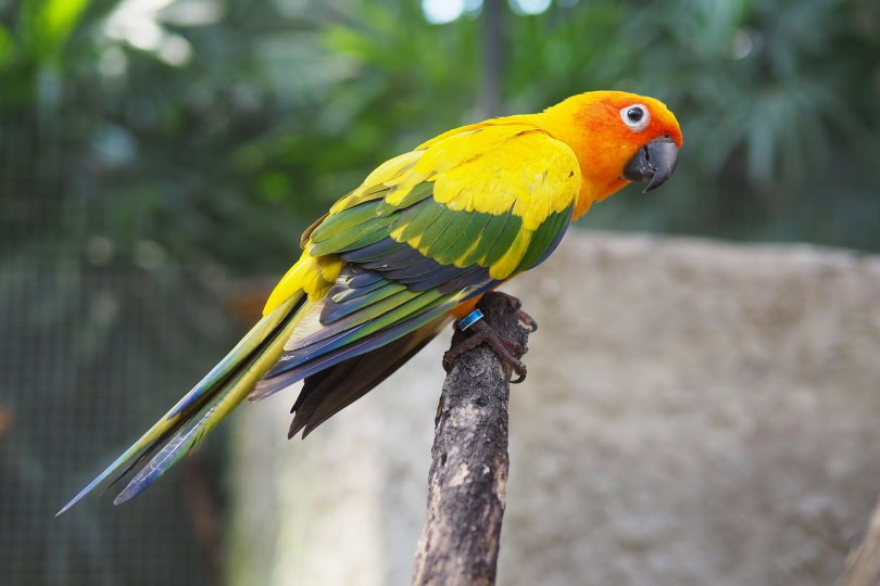 sun conure perched on wood