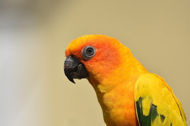 sun conure-pixabay2