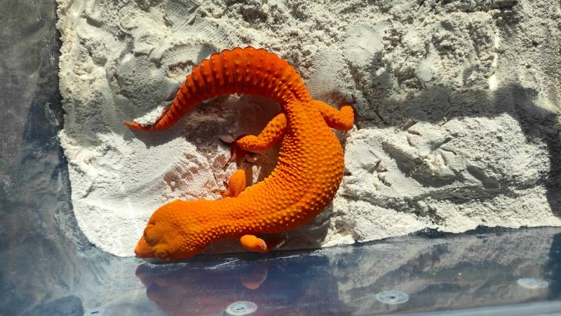 sunbathing the sunglow leopard gecko