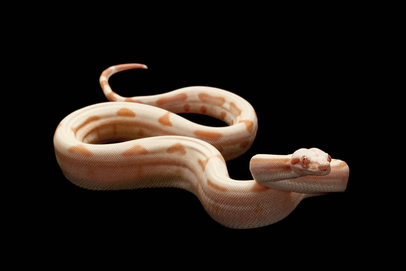 Sunglow jungle boa