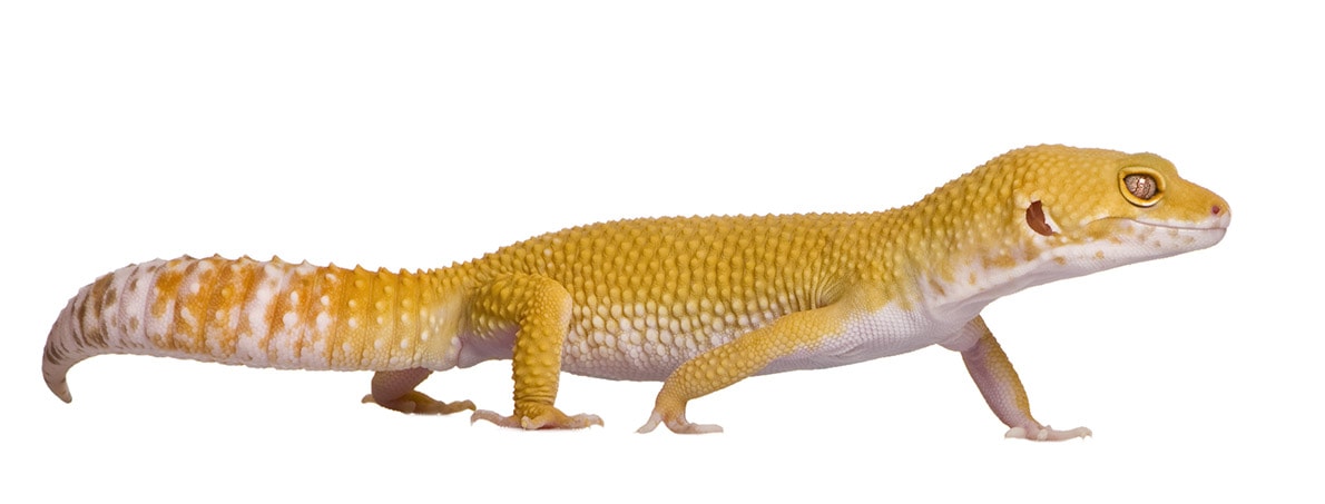 Sunglow Leopard gecko
