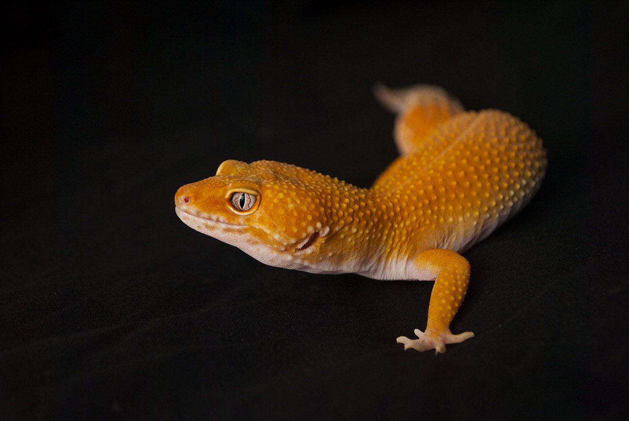 Sunglow Leopard gecko