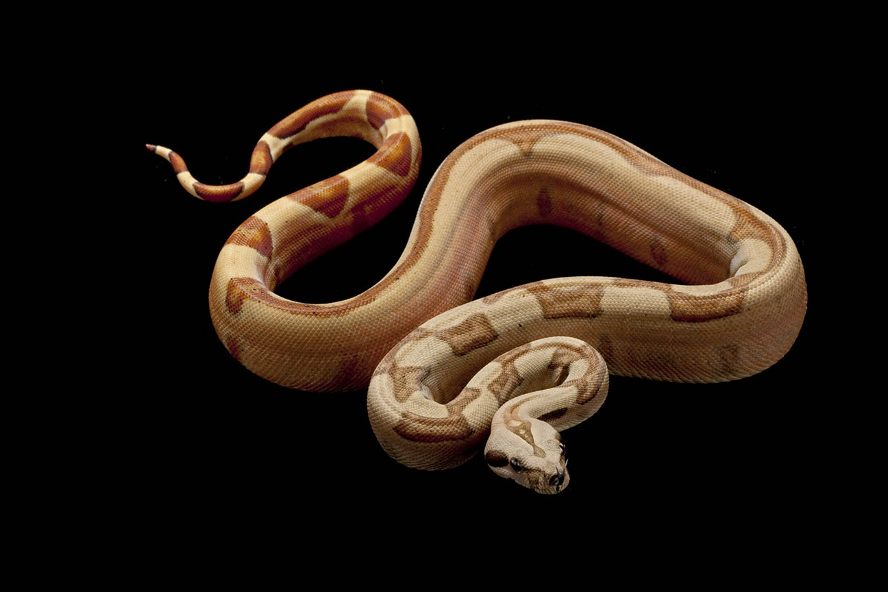Super Jungle boa
