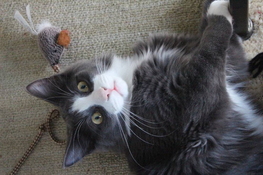 surprised cat playing with cat toy