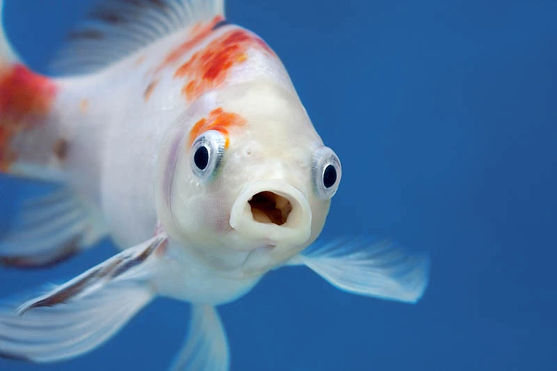 surprised-izumo-nankin-goldfish-up-close