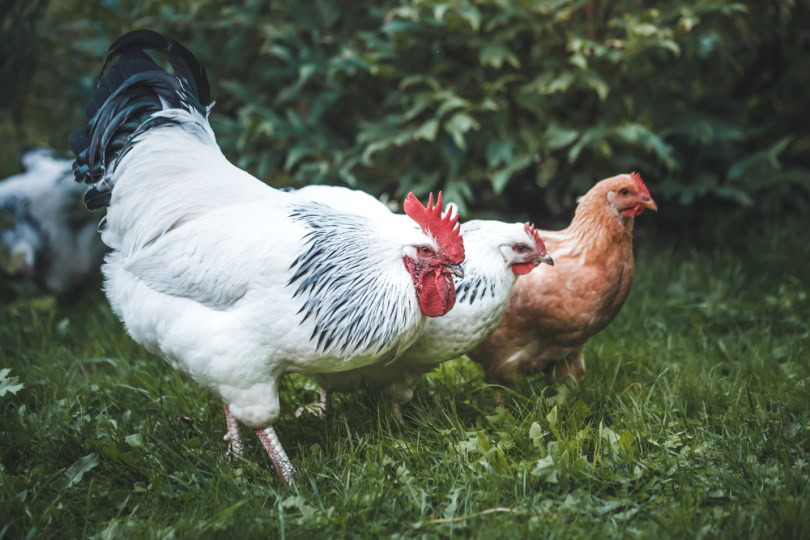 sussex chickens on the grass