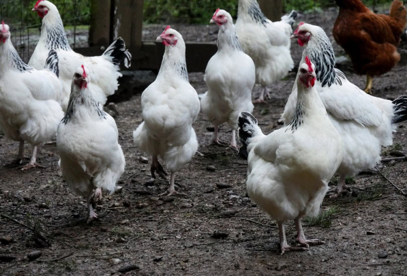 sussex chickens