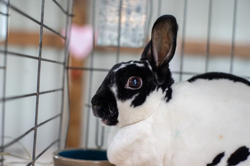 sussex rabbit