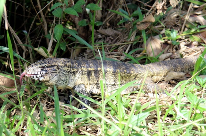 swamp tegu