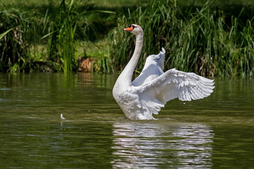 swan in pond