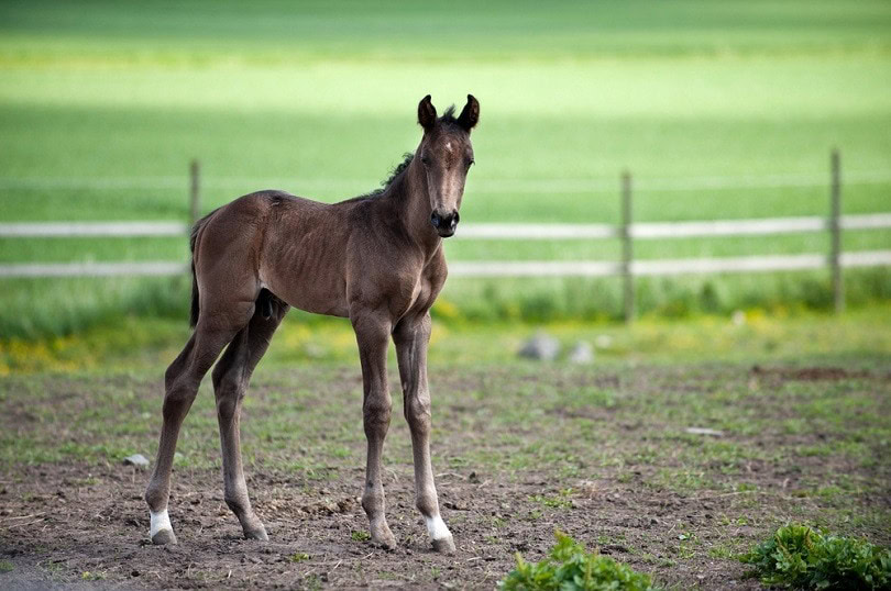 swedish-warmblood_Rolf_52_shutterstock