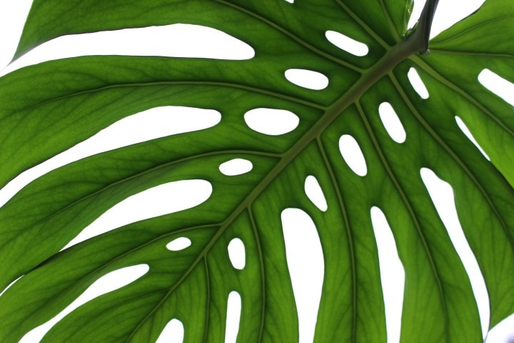 Swiss cheese plant