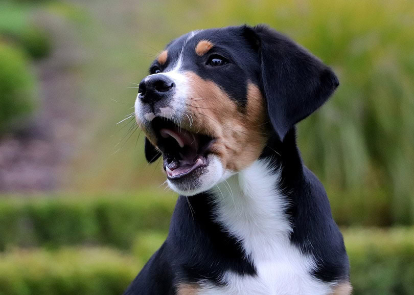 swiss mountain puppy outdoor