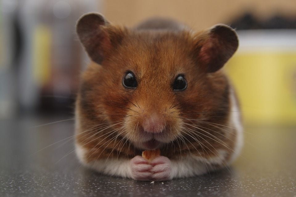 syrian hamster eating