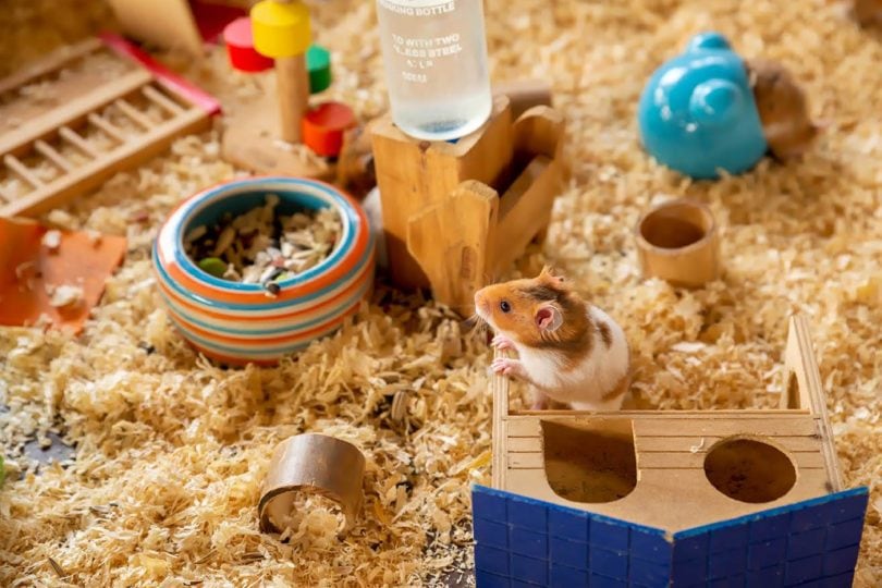hamster bedding
