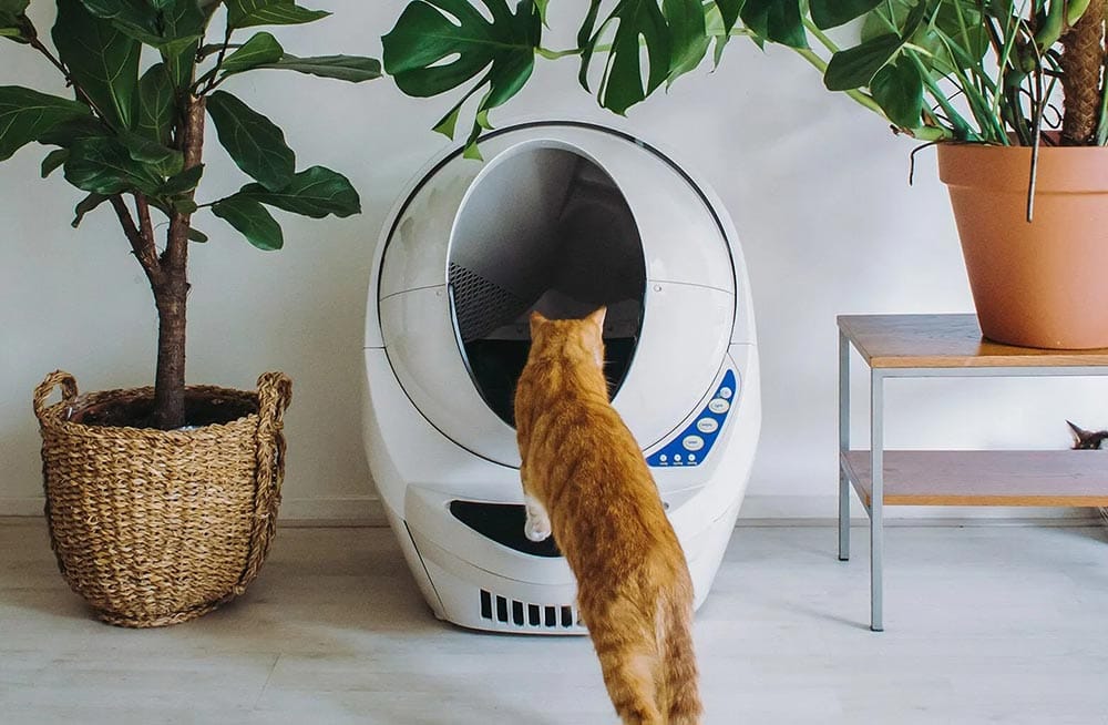 tabby cat entering the litter-robot 3