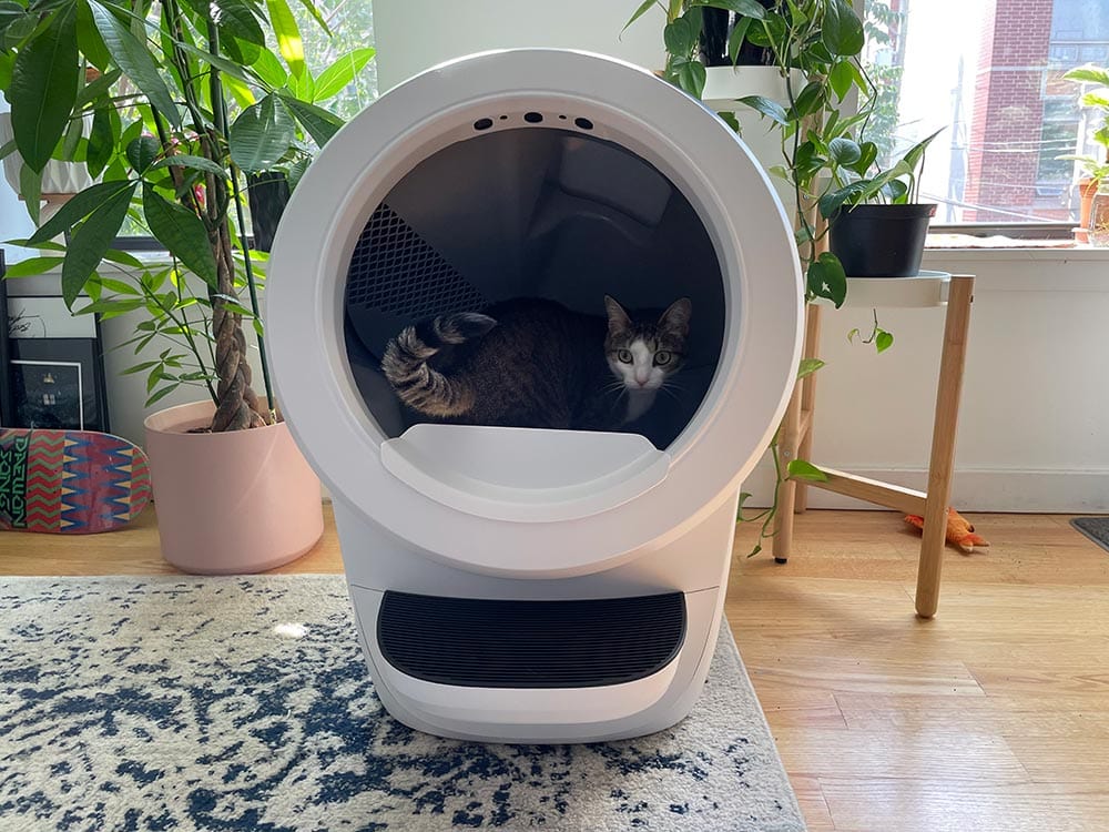 tabby cat in the white litter-robot 4
