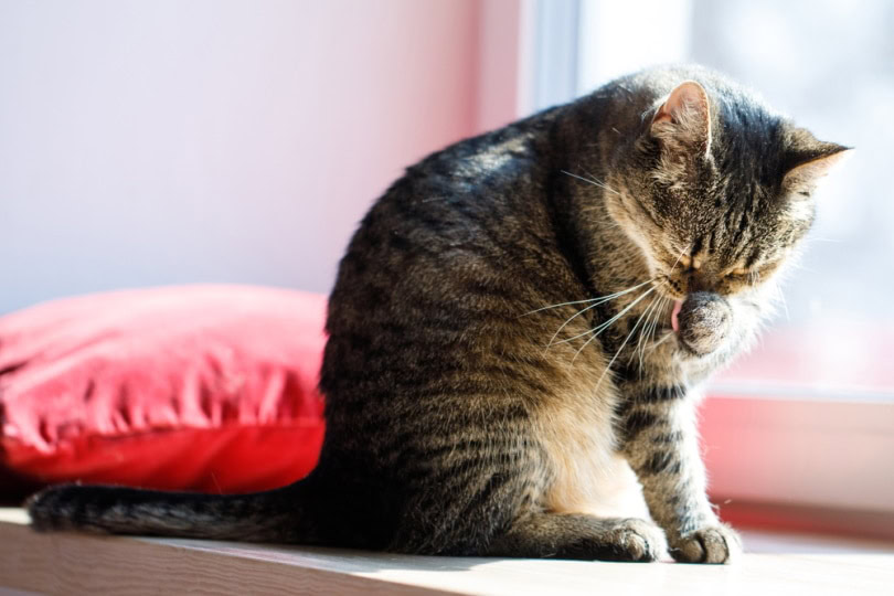 tabby cat licking its paw