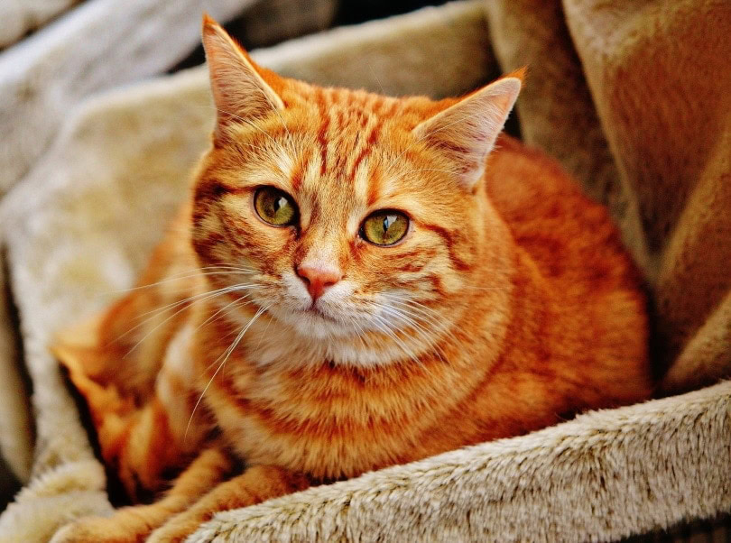 tabby cat nesting