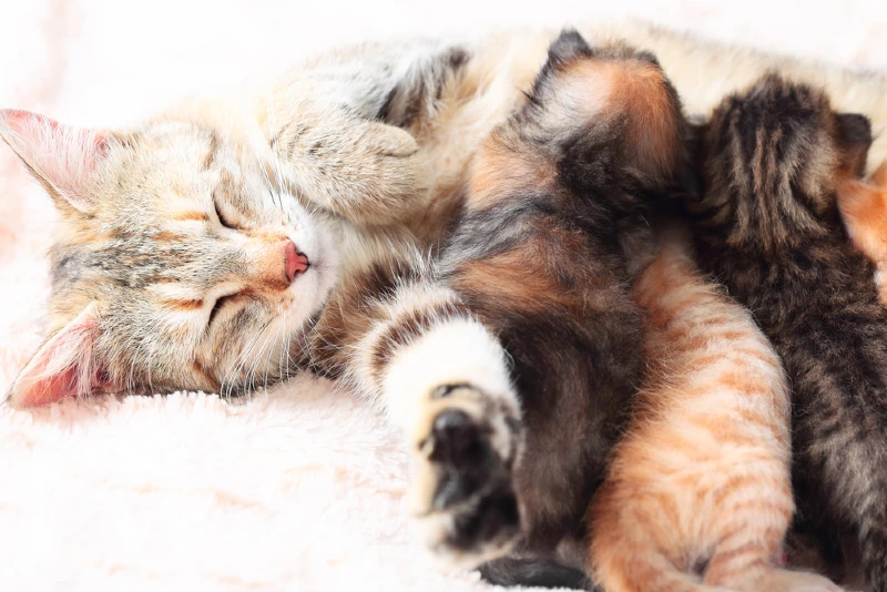 tabby cat nursing her kittens