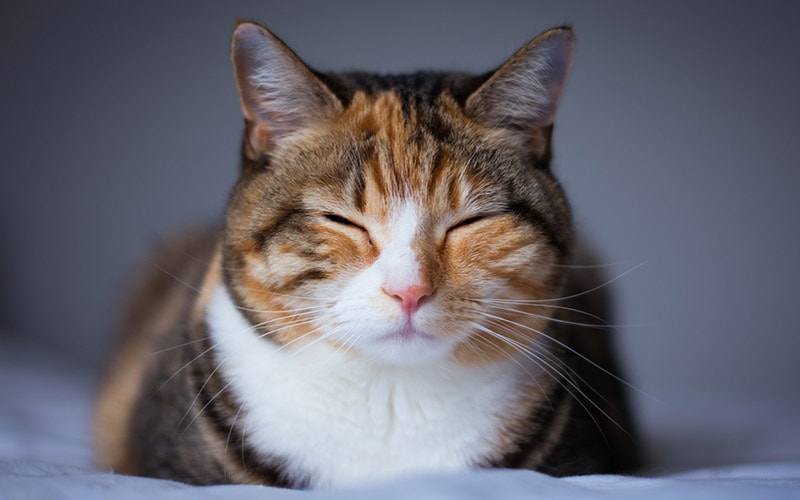 tabby cat sleeping