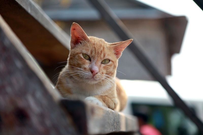 tabby cat