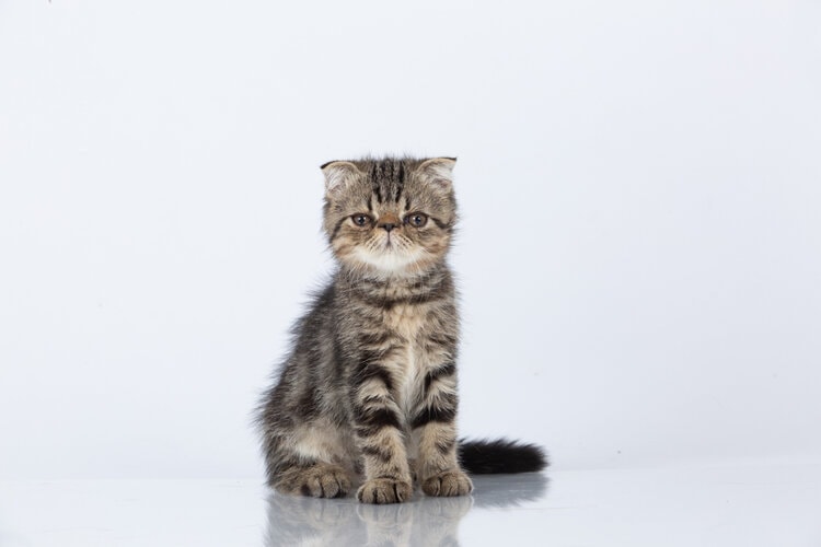 tabby foldex cat