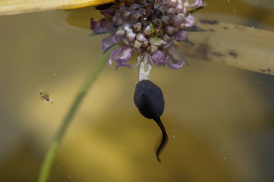 tadpole closeup