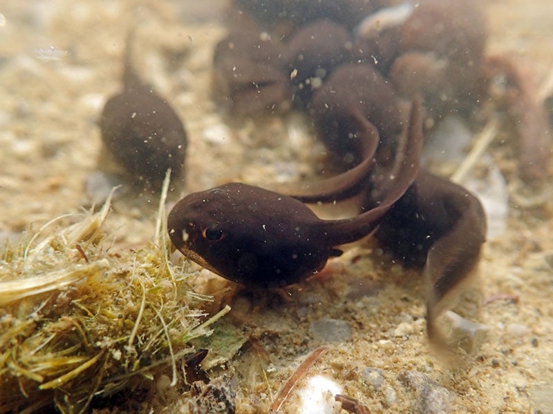 tadpoles eating plant matter