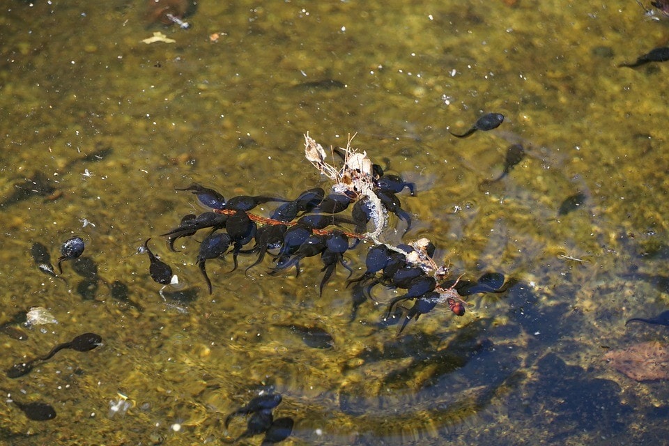 tadpoles eating