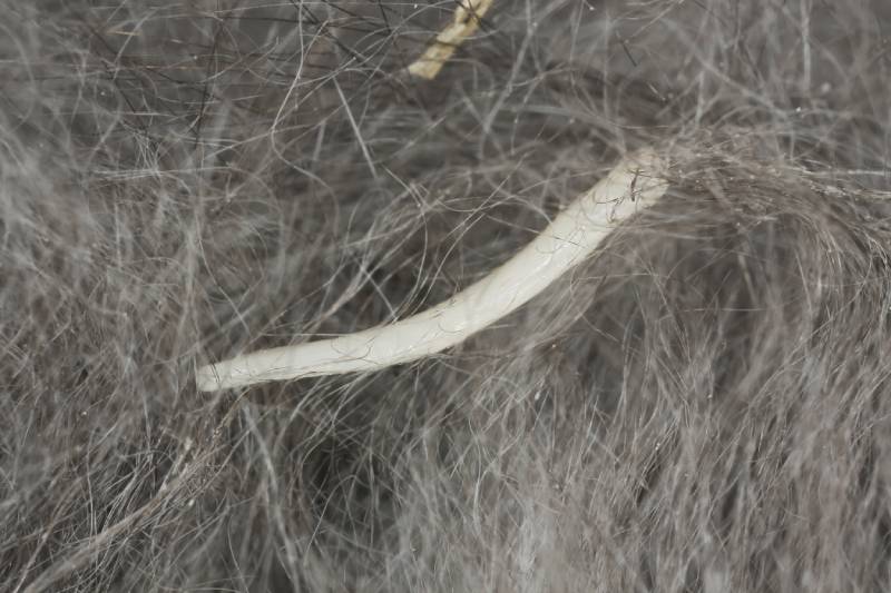 tapeworm crawling in cat fur