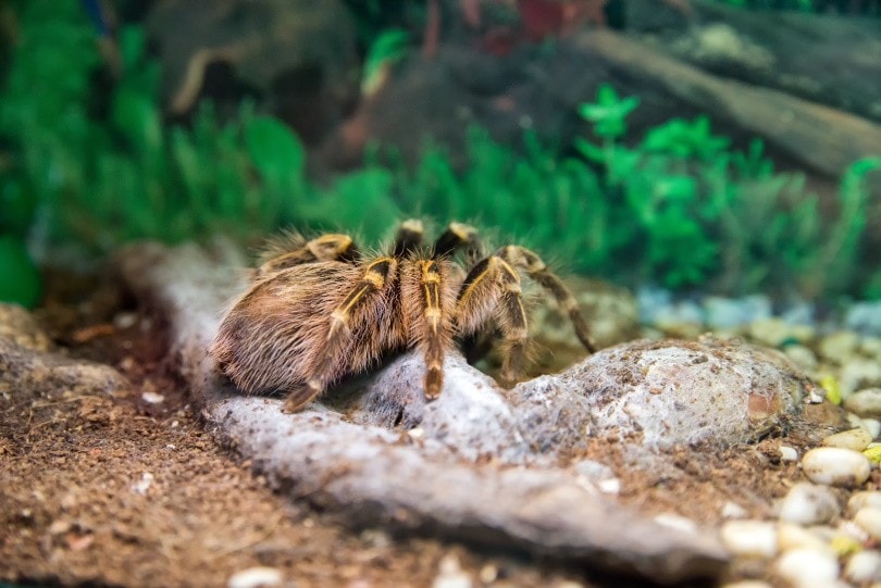 tarantula terrarium_Habrus Liudmila_Shutterstock