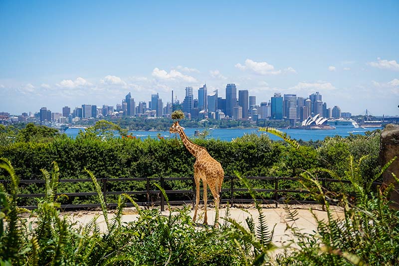 taronga zoo in sydney australia